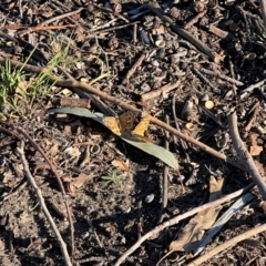 Heteronympha merope at Wollogorang, NSW - 30 Dec 2023