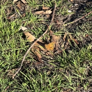 Heteronympha merope at Wollogorang, NSW - 30 Dec 2023