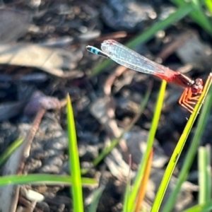 Xanthagrion erythroneurum at Wollogorang, NSW - 30 Dec 2023 06:16 PM