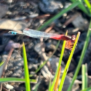 Xanthagrion erythroneurum at Wollogorang, NSW - 30 Dec 2023