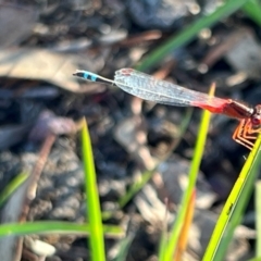 Xanthagrion erythroneurum at Wollogorang, NSW - 30 Dec 2023