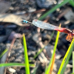 Xanthagrion erythroneurum at Wollogorang, NSW - 30 Dec 2023