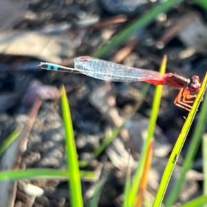 Xanthagrion erythroneurum at Wollogorang, NSW - 30 Dec 2023