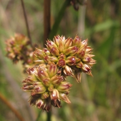 Juncus vaginatus (Clustered Rush) at The Pinnacle - 22 Dec 2023 by pinnaCLE