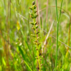 Microtis parviflora (Slender Onion Orchid) at QPRC LGA - 30 Dec 2023 by Csteele4