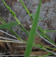 Entolasia marginata at Umbagong District Park - 30 Dec 2023