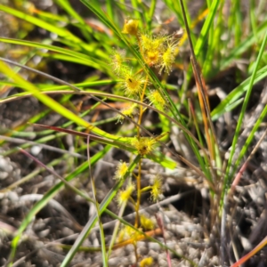 Drosera gunniana at QPRC LGA - 30 Dec 2023