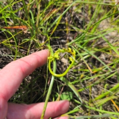 Microtis parviflora at QPRC LGA - suppressed