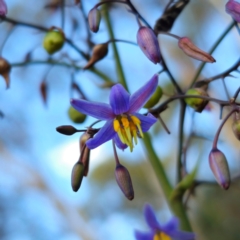 Dianella caerulea var. caerulea (Blue Flax-lily, Paroo Lily) at QPRC LGA - 30 Dec 2023 by Csteele4