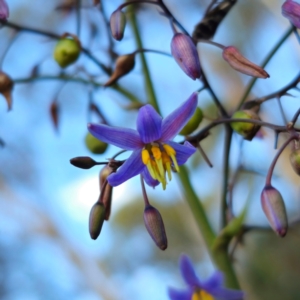 Dianella caerulea var. caerulea at QPRC LGA - 30 Dec 2023