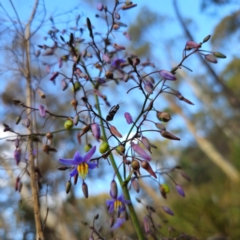 Dianella caerulea var. caerulea at QPRC LGA - 30 Dec 2023