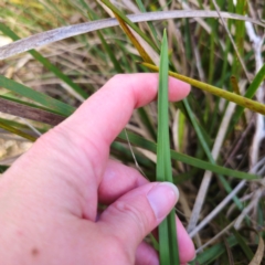 Dianella caerulea var. caerulea at QPRC LGA - 30 Dec 2023