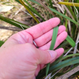 Dianella caerulea var. caerulea at QPRC LGA - 30 Dec 2023