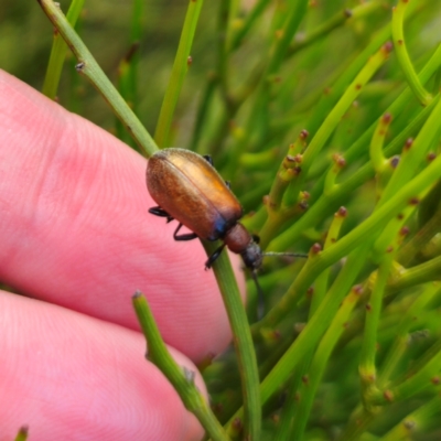 Ecnolagria grandis (Honeybrown beetle) at QPRC LGA - 30 Dec 2023 by Csteele4