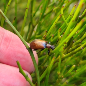 Ecnolagria grandis at QPRC LGA - 30 Dec 2023