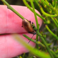 Ecnolagria grandis at QPRC LGA - 30 Dec 2023 04:13 PM