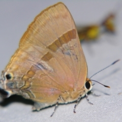 Unidentified Blue or Copper (Lycaenidae) at Sheldon, QLD - 28 Dec 2007 by PJH123