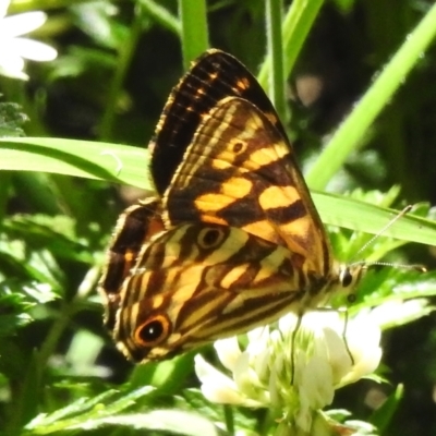 Oreixenica kershawi (Striped Xenica) at Cotter River, ACT - 30 Dec 2023 by JohnBundock