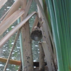 Poodytes gramineus at Jerrabomberra Wetlands - 29 Dec 2023 06:50 PM