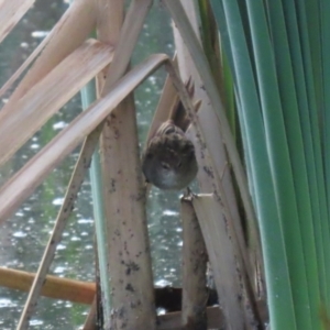 Poodytes gramineus at Jerrabomberra Wetlands - 29 Dec 2023 06:50 PM