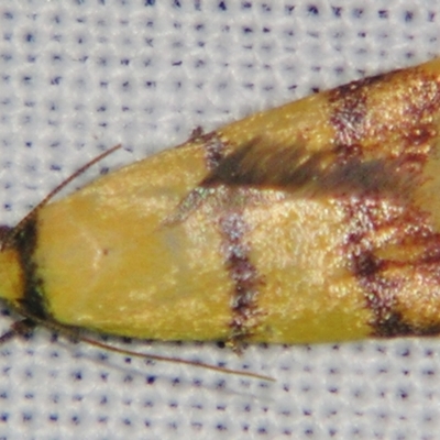 Heteroteucha leptobaphes (Wingia group) at Sheldon, QLD by PJH123