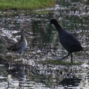 Gallinago hardwickii at Jerrabomberra Wetlands - 29 Dec 2023 08:01 PM