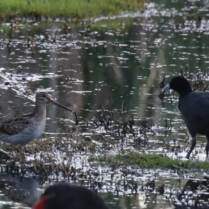 Gallinago hardwickii at Jerrabomberra Wetlands - 29 Dec 2023