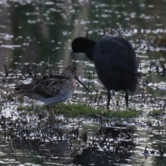 Gallinago hardwickii at Jerrabomberra Wetlands - 29 Dec 2023 08:01 PM