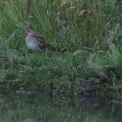 Gallinago hardwickii at Jerrabomberra Wetlands - 29 Dec 2023 08:01 PM