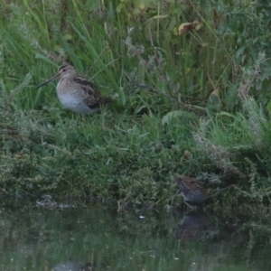 Gallinago hardwickii at Jerrabomberra Wetlands - 29 Dec 2023 08:01 PM