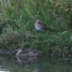 Gallinago hardwickii at Jerrabomberra Wetlands - 29 Dec 2023 08:01 PM