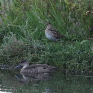 Gallinago hardwickii at Jerrabomberra Wetlands - 29 Dec 2023 08:01 PM