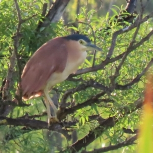 Nycticorax caledonicus at Jerrabomberra Wetlands - 29 Dec 2023