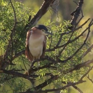 Nycticorax caledonicus at Jerrabomberra Wetlands - 29 Dec 2023