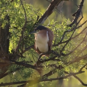 Nycticorax caledonicus at Jerrabomberra Wetlands - 29 Dec 2023 08:01 PM