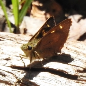 Timoconia flammeata at Namadgi National Park - 30 Dec 2023 11:08 AM