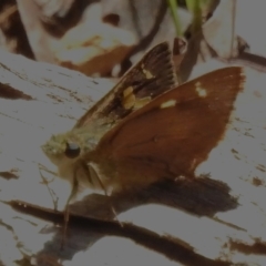 Timoconia flammeata at Namadgi National Park - 30 Dec 2023 11:08 AM