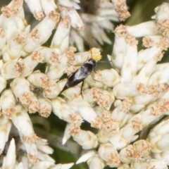 Mordella limbata (A pintail beetle) at Hawker, ACT - 28 Dec 2023 by AlisonMilton