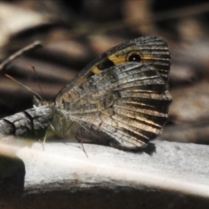 Geitoneura klugii at Namadgi National Park - 30 Dec 2023