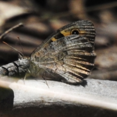 Geitoneura klugii (Marbled Xenica) at Namadgi National Park - 30 Dec 2023 by JohnBundock