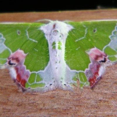 Protuliocnemis partita (A Geometer moth (Geometrinae)) at Sheldon, QLD - 28 Dec 2007 by PJH123