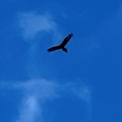 Aquila audax (Wedge-tailed Eagle) at Wollondilly Local Government Area - 30 Dec 2023 by JimL
