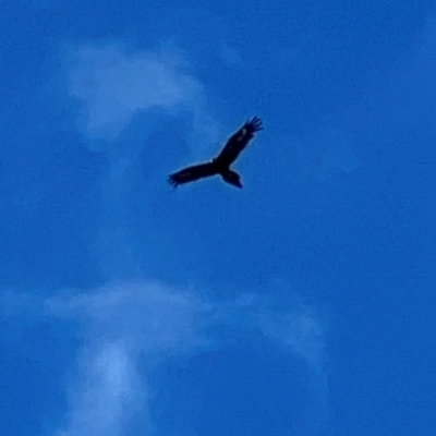 Aquila audax (Wedge-tailed Eagle) at Wollondilly Local Government Area - 30 Dec 2023 by JimL
