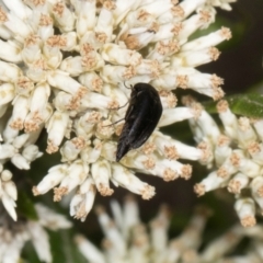 Mordella sp. (genus) (Pintail or tumbling flower beetle) at Hawker, ACT - 27 Dec 2023 by AlisonMilton