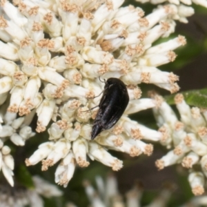 Mordella sp. (genus) at Pinnacle NR (PIN) - 28 Dec 2023 10:59 AM