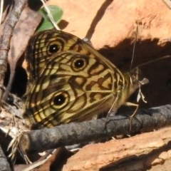 Geitoneura acantha (Ringed Xenica) at Uriarra Village, ACT - 30 Dec 2023 by JohnBundock