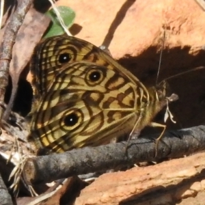 Geitoneura acantha at Lower Cotter Catchment - 30 Dec 2023