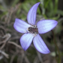Lasioglossum (Chilalictus) sp. (genus & subgenus) (Halictid bee) at Pinnacle NR (PIN) - 28 Dec 2023 by AlisonMilton