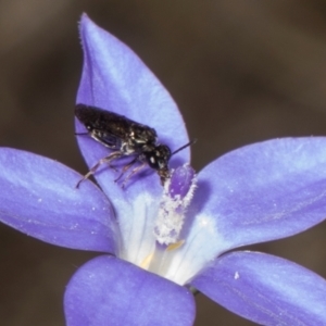 Eurys sp. (genus) at Pinnacle NR (PIN) - 28 Dec 2023