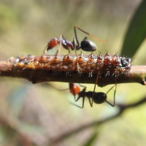 Jalmenus ictinus at Lions Youth Haven - Westwood Farm A.C.T. - 30 Dec 2023 02:05 PM